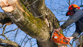 Tree Maintenance Services